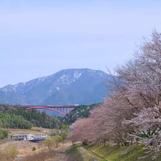今日の恵那山 おちあい桜が咲き出した。