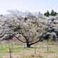 威風堂々、孤高の桜。中津川マロンパーク
