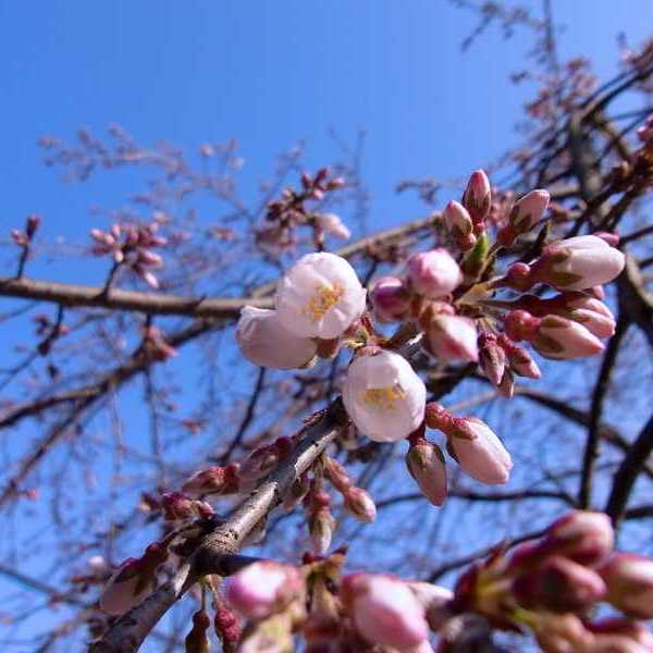 桜が咲き始めた、桃山大岩薬師。