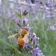 草花メッセージ  ラベンダーとミツバチ
