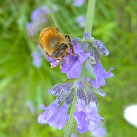 草花メッセージ  ラベンダーとミツバチ