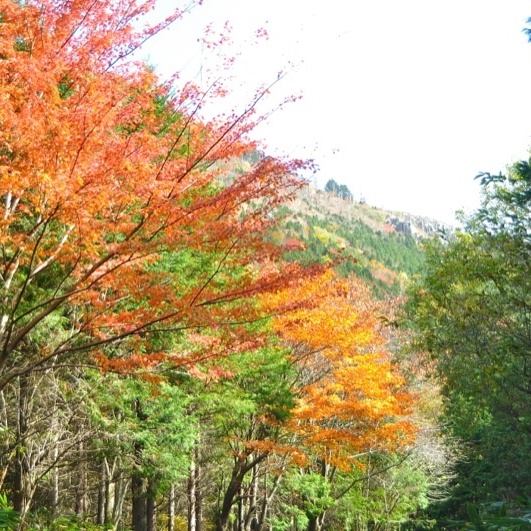 富士見台林道の紅葉、車中からの撮影。