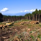 富士見台高原 国有林の伐採