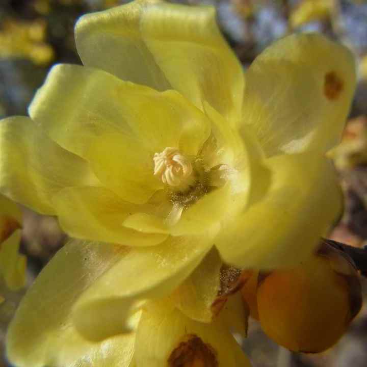 冬の花「ロウバイ」が満開