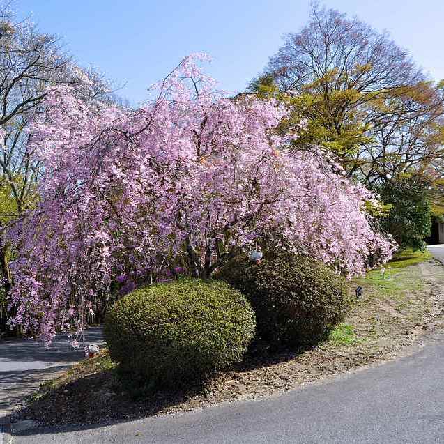 長多喜の枝垂れ桜はお散歩コース