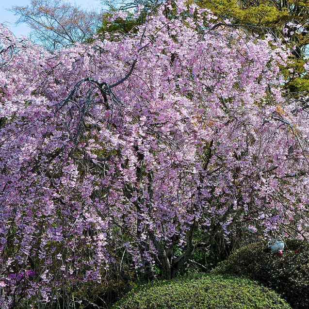 長多喜の枝垂れ桜はお散歩コース