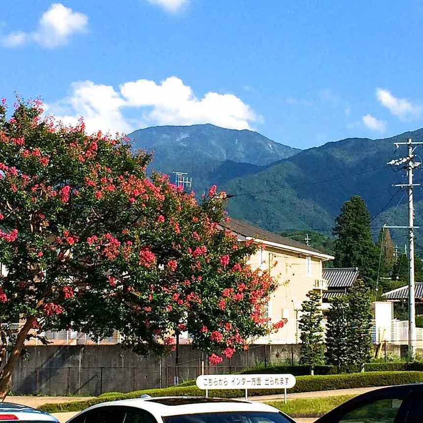 夏空に満開に咲く百日紅と恵那山