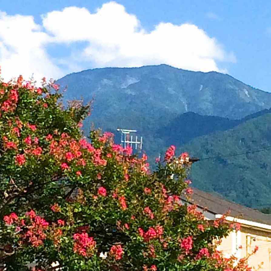 夏空に満開に咲く百日紅と恵那山