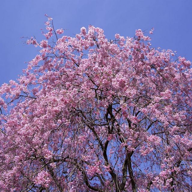 馬籠宿 永昌寺の枝垂れ桜
