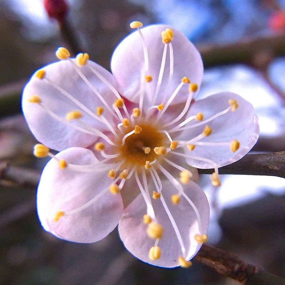 梅が咲き出した、十日えびすの中津川西宮神社境内にて。