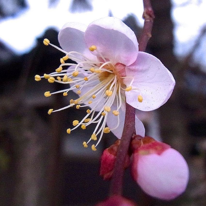 梅が咲き出した、十日えびすの中津川西宮神社境内にて。