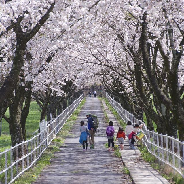 「中津川市ふれあい牧場」の桜並木は満開 ‼ 