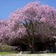 一石栃白木改番所の枝垂れ桜が見事に満開です。