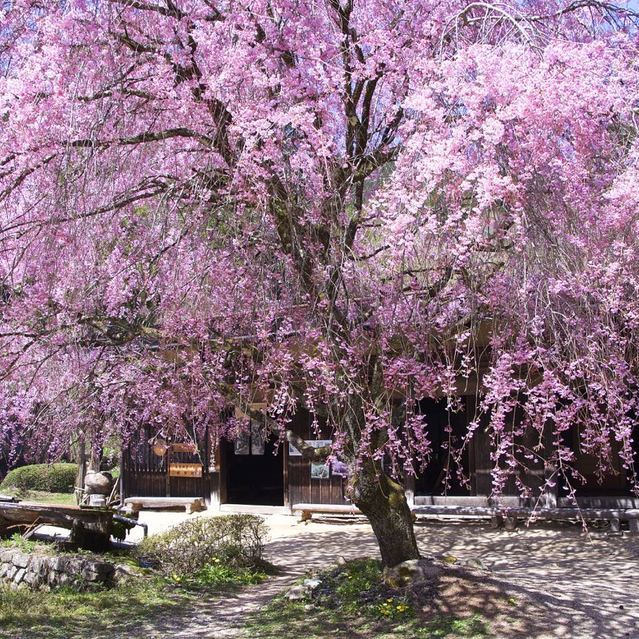 一石栃白木改番所の枝垂れ桜が見事に満開です。