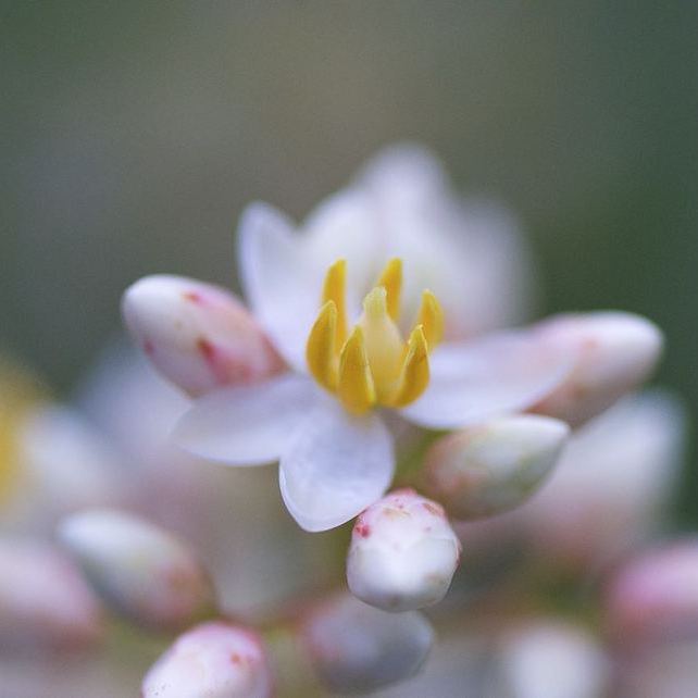 梅雨に咲くナンテンの白い花