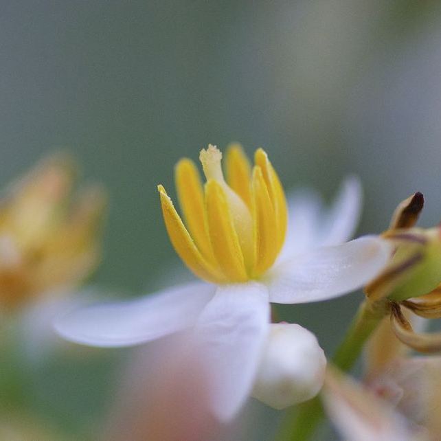 梅雨に咲くナンテンの白い花