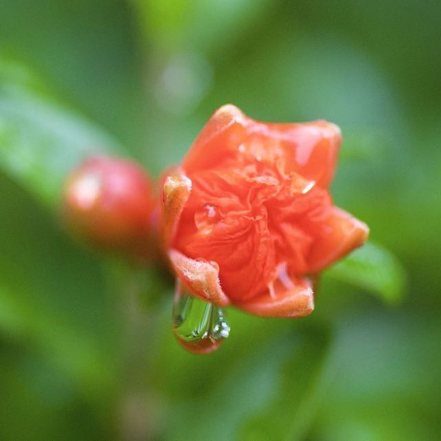梅雨の花、真っ赤な花ザクロ