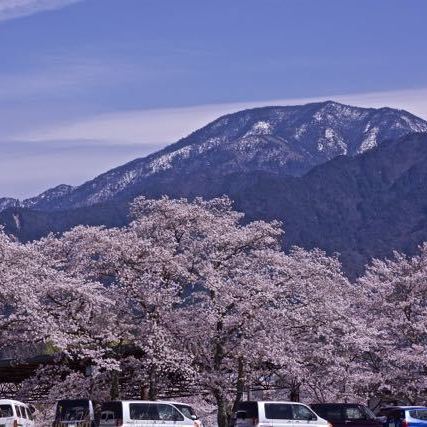 雪見恵那山と満開の本町桜