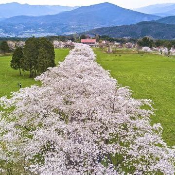 春爛漫‼︎ 「ふれあい牧場」桜の回廊がほぼ満開。