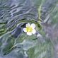 清流の妖精、バイカモ(梅花藻)は水中花。