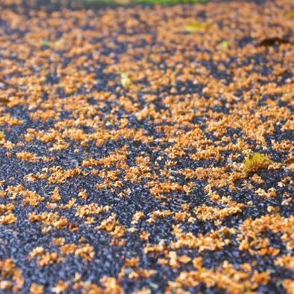 キンモクセイの花、一勢に落ちた朝。10月14日。