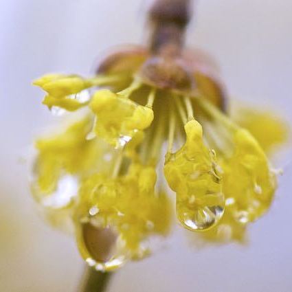 春雨にサンシュユ(山茱萸)、別名を春黄金花（はるこがねばな）
