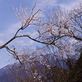 苗木城跡の桜が咲き出した.