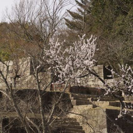 苗木城跡の桜が咲き出した.