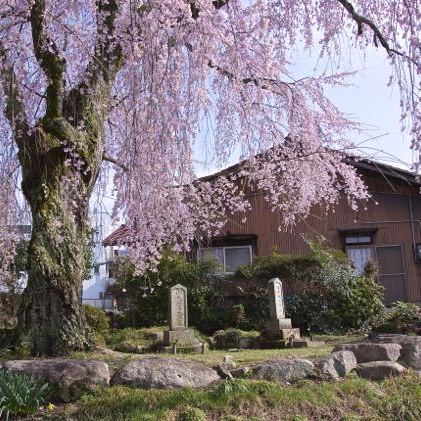 間家の大枝垂桜。