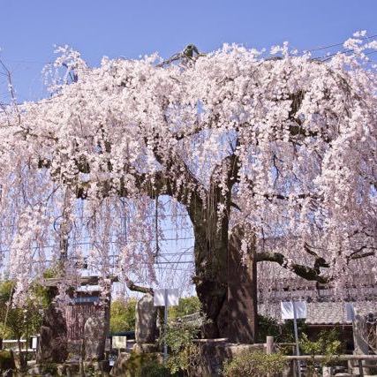 地蔵堂の大枝垂れ桜が満開になりました。