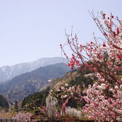 中津川市神坂湯舟沢の花桃満開。
