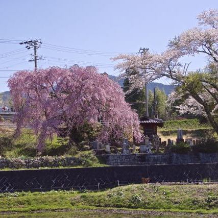 見事に満開、馬籠永昌寺の枝垂れ桜。