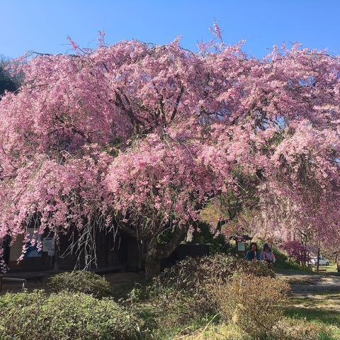 この辺りで一番最後の桜、今年も桜の見納めは妻籠一石栃の茶屋桜。