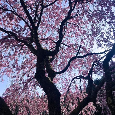 この辺りで一番最後の桜、今年も桜の見納めは妻籠一石栃の茶屋桜。