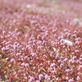 ヒメツルソバのピンク色の絨毯