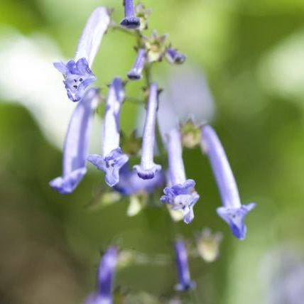 木陰に咲く細長い紫色の妖精、セキヤノアキチョウジ。