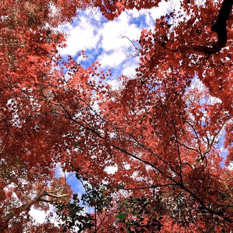 まさに錦秋、夜がらす山荘 長多喜の紅葉。