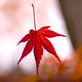 本日 11月28日はイイニワ「いい庭」の日、東濃で一番の紅葉の庭、料理旅館「長多喜」