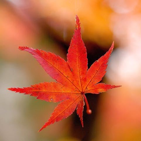 本日 11月28日はイイニワ「いい庭」の日、東濃で一番の紅葉の庭、料理旅館「長多喜」