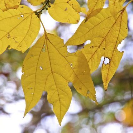 黄葉が美しい、ユニークな形のシロモジの葉。