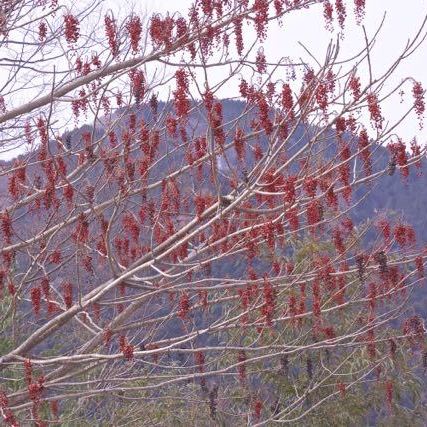 冬空を真っ赤に彩る付知峡のイイギリの実。