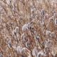 ネコヤナギのモコモコ、2.26は大雪のイメージ。