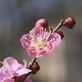 馬籠宿の桃色梅が満開です。