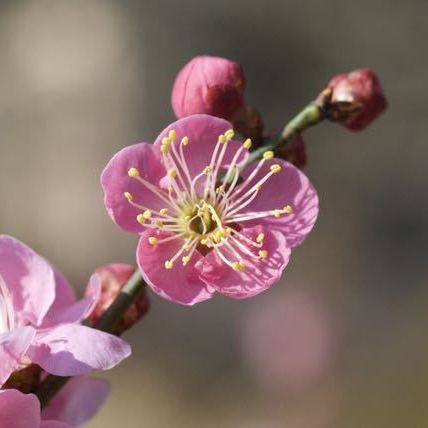 馬籠宿の桃色梅が満開です。
