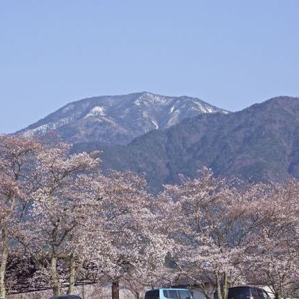 本町公園の桜並木と恵那山、満開近し。