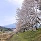 落合中学桜並木は八分咲き、お花見日和。