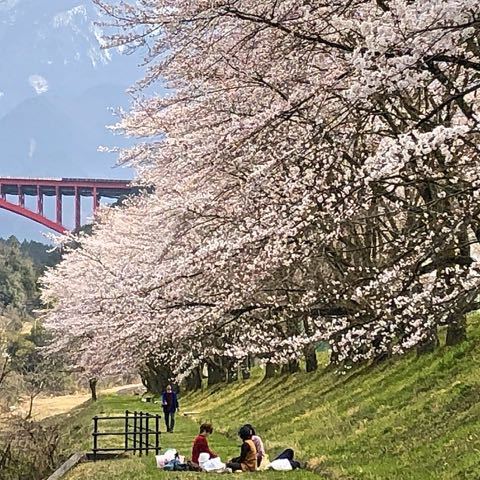 落合中学桜並木は八分咲き、お花見日和。