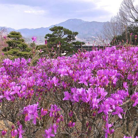 夜がらす山荘 長多喜、一番咲きのミツバツツジと恵那山。