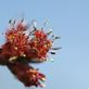 馬籠梵天郷のハナノキ♂花と恵那山