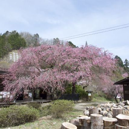 中山道馬籠峠、一石栃立場茶屋の枝垂れ桜。